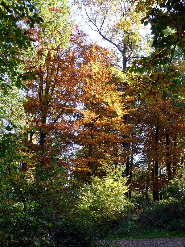Neyetalsperre Herbst 2008 (78).JPG
